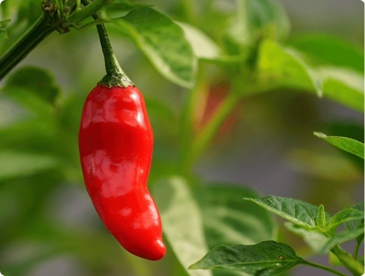 paprika sladká 2 .